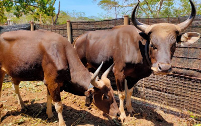 uploads/news/2024/11/terancam-punah-banteng-kalimantan-8552620a1141671_400.jpeg