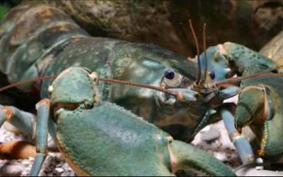 uploads/news/2024/11/udang-selingkuh-udang-dari-4871235b920819c_400.png