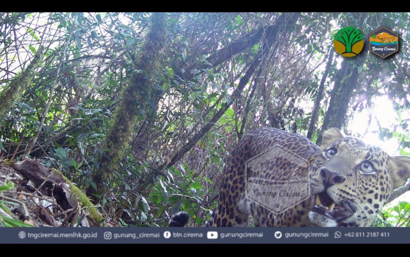 uploads/news/2024/12/bukan-rasi-raja-rimba-362242da570ac6a.jpeg