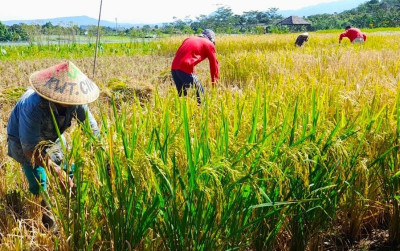 uploads/news/2024/12/hindarin-petani-merugi-bulog-89760b455115fc9_400.jpg