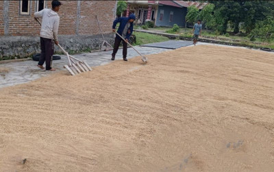 uploads/news/2024/12/jaga-kualitas-benih-padi--77973eb611dfa5d_400.jpg