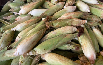 uploads/news/2024/12/jagung-pasar-induk-kemang-96888116bdf4913_400.jpg