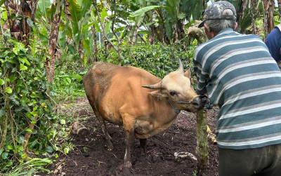 uploads/news/2024/12/kematian-sapi-akibat-bloat--5110545a6bc125f_400.jpeg