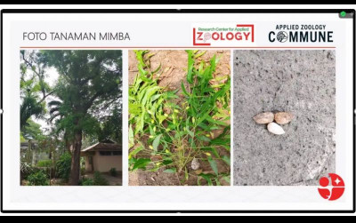 uploads/news/2024/12/pestisida-nabati-mimba-solusi-8482930dafa5381_400.png