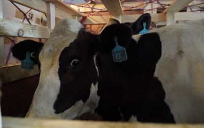 uploads/news/2024/12/sapi-perah-bunting-impor-45859bbd220632b_400.jpeg