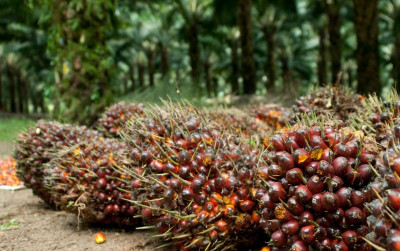 uploads/news/2025/01/-kelapa-sawit-pilar-utama-33397385abcf9fa_400.jpg