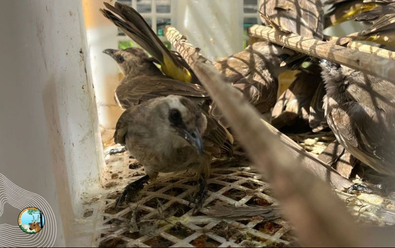 uploads/news/2025/01/burung-asal-bali-dikembalikan-47052e078357df0.jpg