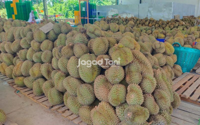 uploads/news/2025/01/cita-rasa-durian-parimo-46869f17d0ab2f0_400.jpg