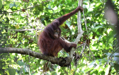 uploads/news/2025/01/empat-individu-orangutan-berhasil-45601719f25dc8f_400.jpg