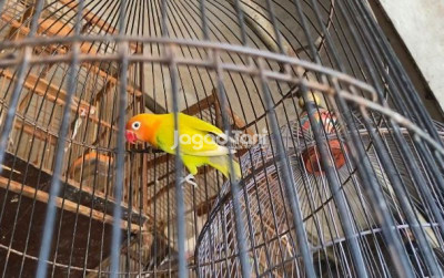 uploads/news/2025/01/harga-lovebird-melambung-saingi-6560183963b2c16_400.jpg