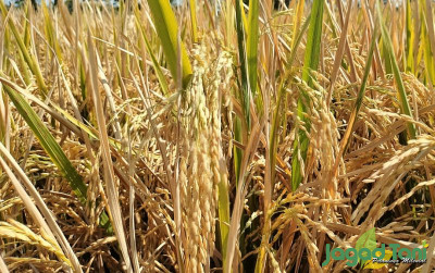 uploads/news/2025/01/hpp-gabah-rp6-500-petani-93521c23fd9c776_400.jpg