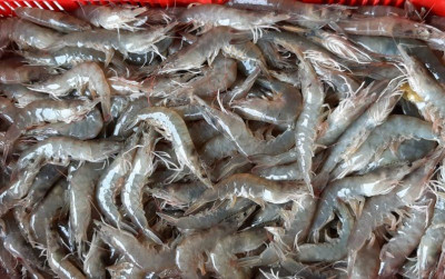 uploads/news/2025/01/kendalikan-penyakit-udang-vaname--3600989a11d1c29_400.jpg