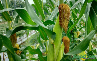 uploads/news/2025/01/swasembada-jagung-kementan-bersama-84916670d7fb4d9_400.jpg