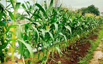 uploads/news/2025/01/tanam-jagung-serentak-1-888297d9cae93e2_400.jpg