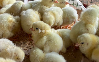 uploads/news/2025/01/update-harga-doc-dan-22541e3ca2e3253_400.jpg