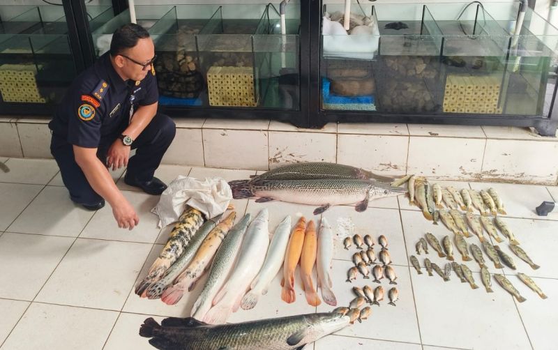 uploads/news/2025/02/63-ikan-predator-dimusnahkan-3168334aed2717f.jpg