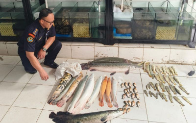 uploads/news/2025/02/63-ikan-predator-dimusnahkan-3168334aed2717f_400.jpg