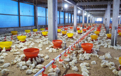 uploads/news/2025/02/berbekal-teknologi-chickin-indonesia-582050ac8cadb22_400.jpg