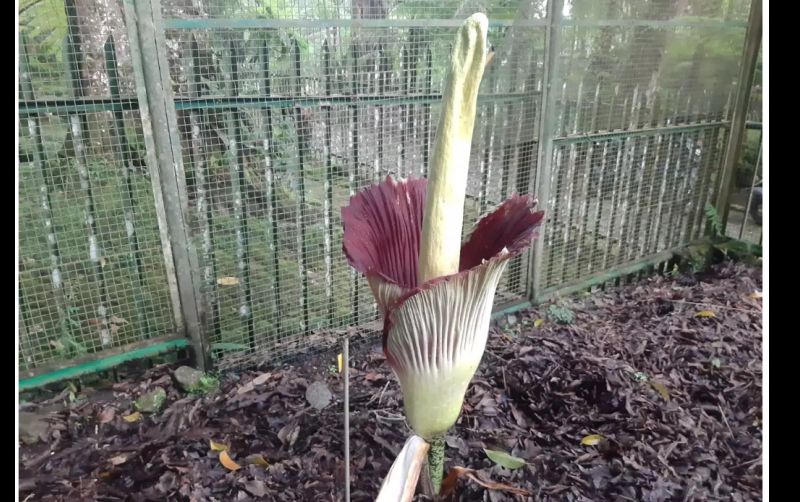 uploads/news/2025/02/bunga-bangkai-kebun-raya-8394135f8a91761.png