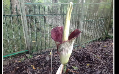 uploads/news/2025/02/bunga-bangkai-kebun-raya-8394135f8a91761_400.png