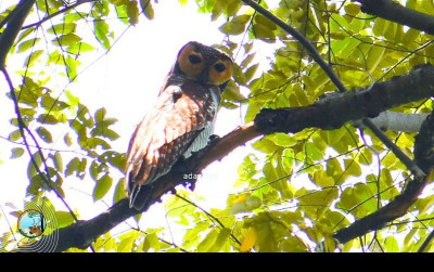 uploads/news/2025/02/burung-hantu-cagar-alam-46899d7aa00bbf0_400.jpg