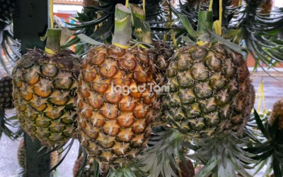 uploads/news/2025/02/fakta-di-balik-nanas-3374475f52b8e80_400.jpg