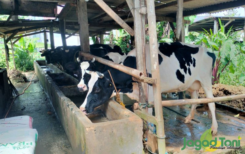 uploads/news/2025/02/genjot-produksi-susu-segar-717755033e6ed69.jpg