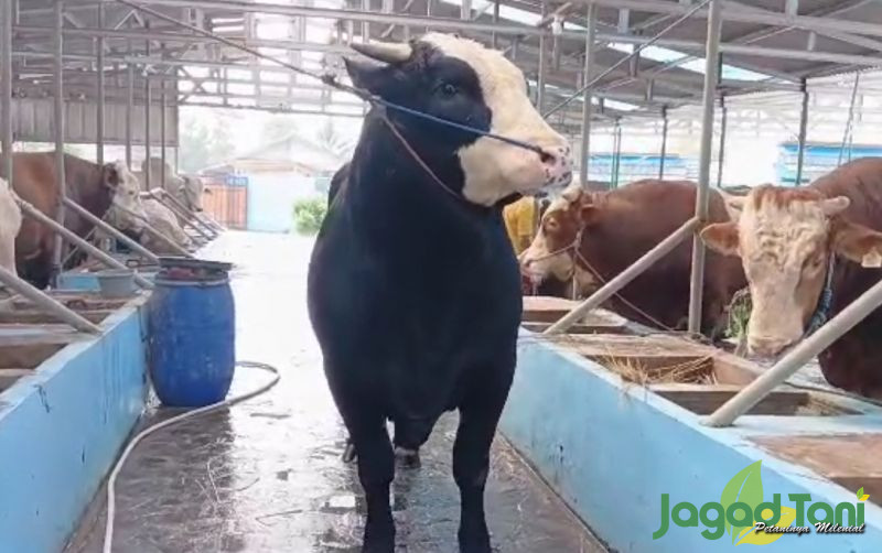uploads/news/2025/02/indukan-sapi-impor-masuk-30625c6928549b8.jpg