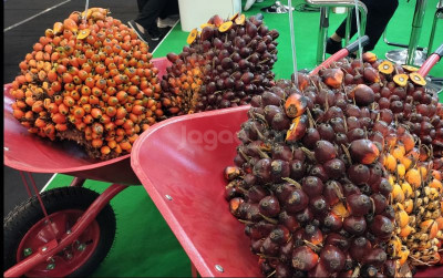 uploads/news/2025/02/pasokan-sawit-berkurang-potensi-476687422de3d24_400.jpg