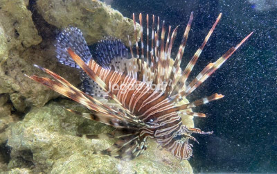 uploads/news/2025/02/scorpion-fish-bercita-rasa-269516a8d1bff5a_400.jpg
