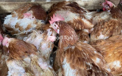 uploads/news/2025/03/ancam-kesehatan-praktik-gelonggongan-68305d38549c210_400.jpg