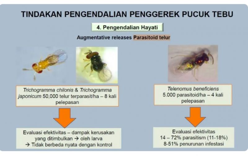 uploads/news/2025/03/brin-siapkan-inovasi-hijau--463226b7453c2c7.jpg