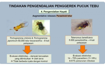uploads/news/2025/03/brin-siapkan-inovasi-hijau--463226b7453c2c7_400.jpg