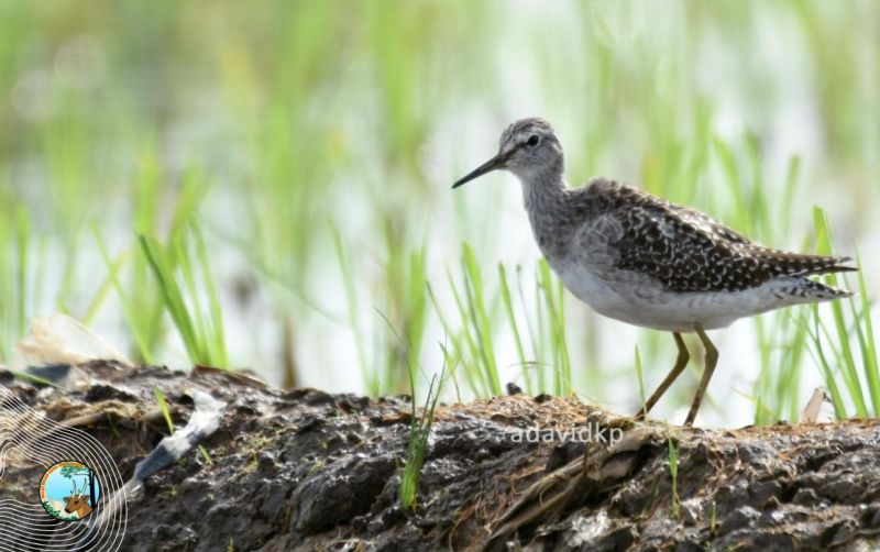 uploads/news/2025/03/burung-trinil-semak-bersiap-6907657c0bfb66b.jpg