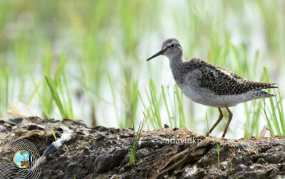 uploads/news/2025/03/burung-trinil-semak-bersiap-6907657c0bfb66b_400.jpg