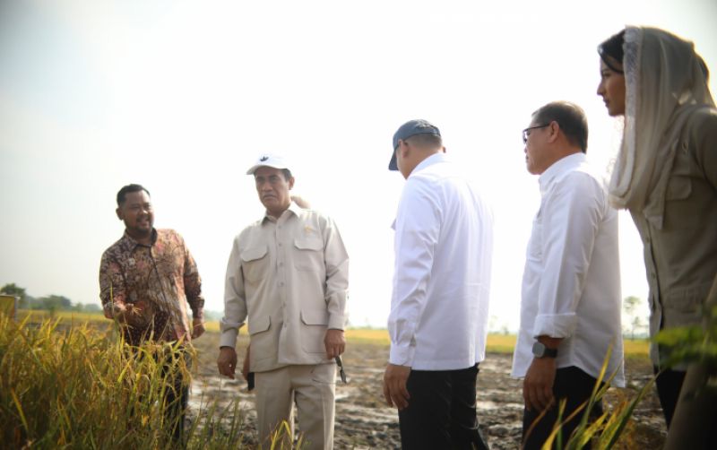 uploads/news/2025/03/hasil-panen-diserap-pemerintah--58087129cf53c7e.jpeg