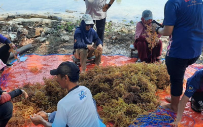 uploads/news/2025/03/kkp-bangkitkan-budidaya-rumput-2256274d764b395_400.jpg