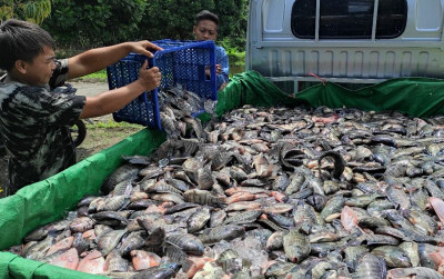 uploads/news/2025/03/kkp-penuhi-kebutuhan-ikan-84943266c3d9893_400.jpg