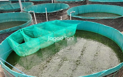 uploads/news/2025/03/komoditas-ikan-hasil-budidaya-282999494bf58ca_400.jpg