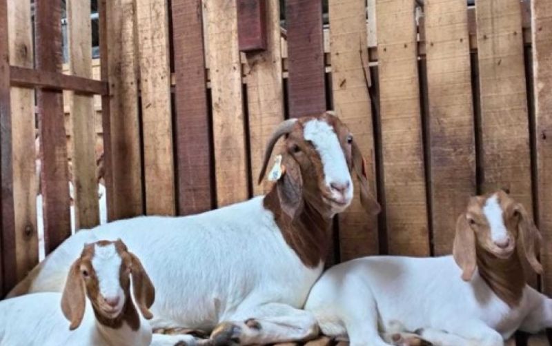 uploads/news/2025/03/mengenal-kambing-boerka-galaksi--75921a1a30eb366.jpg