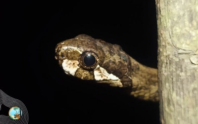 uploads/news/2025/03/misteri-penemuan-ular-siput-45545a56e2e2377_400.jpg