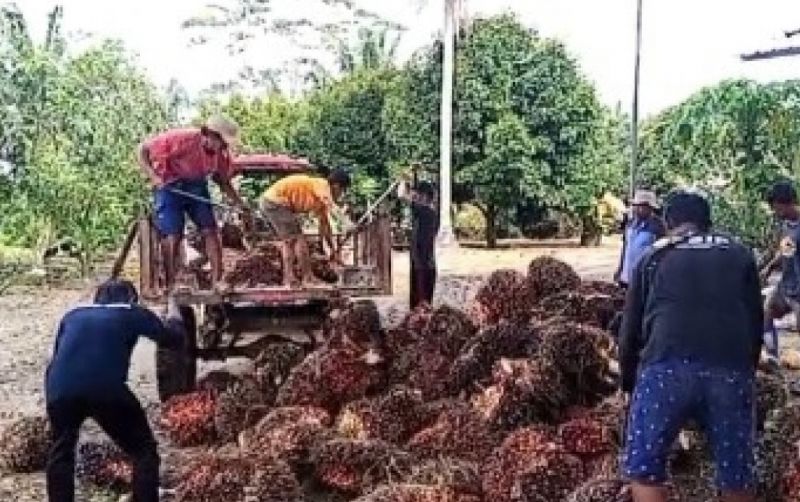 uploads/news/2025/03/panen-kelapa-sawit-di-8470011d8fbbc14.jpg