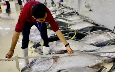 uploads/news/2025/03/penangkapan-tuna-sirip-biru-46193172cc26cfc_400.jpg