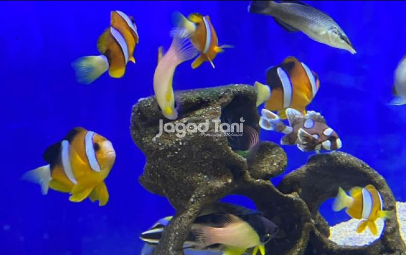 uploads/news/2025/03/potensi-budidaya-nemo-ditingkatkan-228825c3c33a03f.jpg