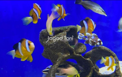 uploads/news/2025/03/potensi-budidaya-nemo-ditingkatkan-228825c3c33a03f_400.jpg