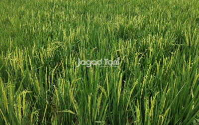 uploads/news/2025/03/produksi-beras-kuartal-i-2025-93038de478ad1ce_400.jpg