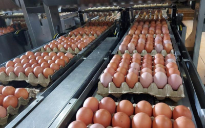 uploads/news/2025/03/produksi-melimpah-indonesia-siap-2824855184a78c7_400.jpeg