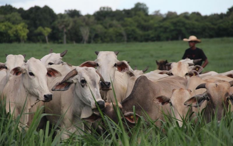 uploads/news/2025/03/sapi-brazil-26811e1e49f2ef1.jpeg