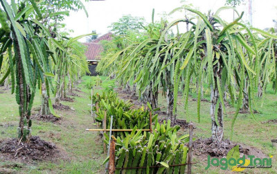 uploads/news/2025/03/teknologi-presisi-identifikasi-penyakit-3278443a96cbc8a_400.jpg