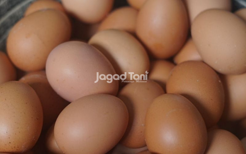 uploads/news/2025/03/update-harga-telur-ayam-507157e475be078.JPG